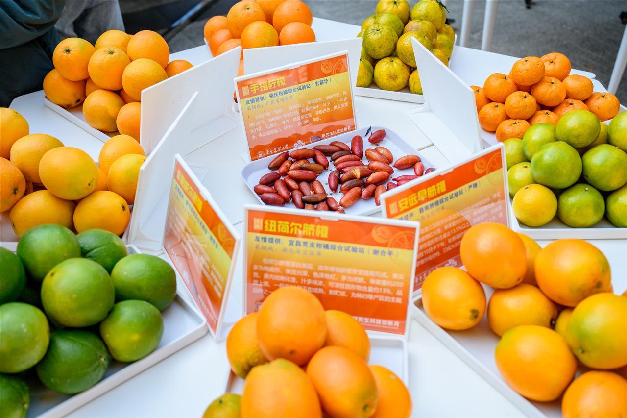4 柑橘展示区(学通社记者 李亚珊 摄)-2.jpg 4 柑橘展示区(学通社记者 李亚珊 摄)-2.jpg